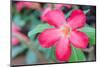 Desert Rose-rakratchada-Mounted Photographic Print