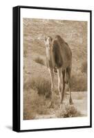 Desert Runner 2-Sheldon Lewis-Framed Stretched Canvas