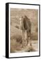 Desert Runner 2-Sheldon Lewis-Framed Stretched Canvas