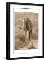 Desert Runner 2-Sheldon Lewis-Framed Art Print