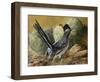 Desert Runner-Trevor V. Swanson-Framed Giclee Print