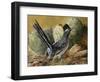 Desert Runner-Trevor V. Swanson-Framed Giclee Print