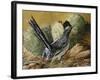 Desert Runner-Trevor V. Swanson-Framed Giclee Print