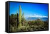 Desert Scape-CameramanHamilton-Framed Stretched Canvas