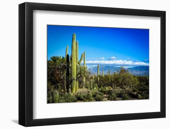 Desert Scape-CameramanHamilton-Framed Photographic Print