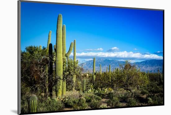 Desert Scape-CameramanHamilton-Mounted Photographic Print