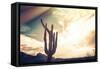 Desert Scene in Arizona as Sen Set - Saguaro Cactus Tree in Foreground-BCFC-Framed Stretched Canvas