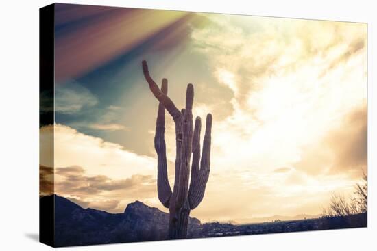 Desert Scene in Arizona as Sen Set - Saguaro Cactus Tree in Foreground-BCFC-Stretched Canvas