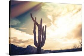 Desert Scene in Arizona as Sen Set - Saguaro Cactus Tree in Foreground-BCFC-Stretched Canvas