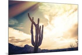 Desert Scene in Arizona as Sen Set - Saguaro Cactus Tree in Foreground-BCFC-Mounted Photographic Print