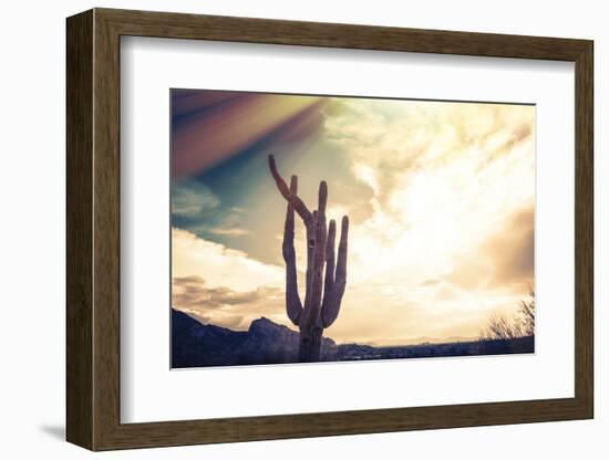 Desert Scene in Arizona as Sen Set - Saguaro Cactus Tree in Foreground-BCFC-Framed Photographic Print