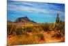 Desert Scene in Scottsdale, AZ-null-Mounted Photo