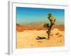 Desert Scene with Cactus Plant-Salvatore Elia-Framed Photographic Print