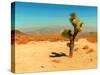 Desert Scene with Cactus Plant-Salvatore Elia-Stretched Canvas