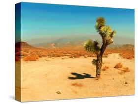 Desert Scene with Cactus Plant-Salvatore Elia-Stretched Canvas