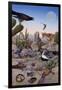 Desert Scene with Falcon and Cactus, a Fox and Other Desert Animals-Tim Knepp-Framed Giclee Print