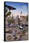 Desert Scene with Falcon and Cactus, a Fox and Other Desert Animals-Tim Knepp-Framed Stretched Canvas