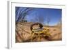 Desert Scorpion (Parabuthus Villosus) Namib Desert, Namibia-Solvin Zankl-Framed Photographic Print