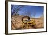 Desert Scorpion (Parabuthus Villosus) Namib Desert, Namibia-Solvin Zankl-Framed Photographic Print