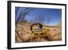 Desert Scorpion (Parabuthus Villosus) Namib Desert, Namibia-Solvin Zankl-Framed Photographic Print