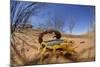 Desert Scorpion (Parabuthus Villosus) Namib Desert, Namibia-Solvin Zankl-Mounted Photographic Print