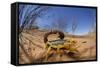 Desert Scorpion (Parabuthus Villosus) Namib Desert, Namibia-Solvin Zankl-Framed Stretched Canvas