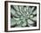 Desert Succulent-Filippo Ioco-Framed Art Print