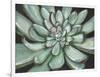 Desert Succulent-Filippo Ioco-Framed Art Print