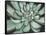 Desert Succulent-Filippo Ioco-Framed Stretched Canvas