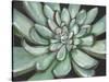 Desert Succulent-Filippo Ioco-Stretched Canvas