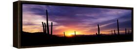 Desert Sunset Saguaro National Park Az-null-Framed Stretched Canvas