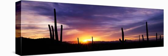 Desert Sunset Saguaro National Park Az-null-Stretched Canvas