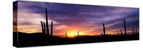 Desert Sunset Saguaro National Park Az-null-Stretched Canvas