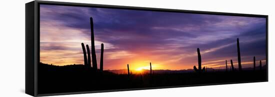 Desert Sunset Saguaro National Park Az-null-Framed Stretched Canvas