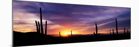 Desert Sunset Saguaro National Park Az-null-Mounted Photographic Print