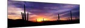 Desert Sunset Saguaro National Park Az-null-Mounted Photographic Print