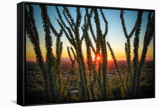 Desert Sunset through Cactus Tree over Phoenix,Az-BCFC-Framed Stretched Canvas