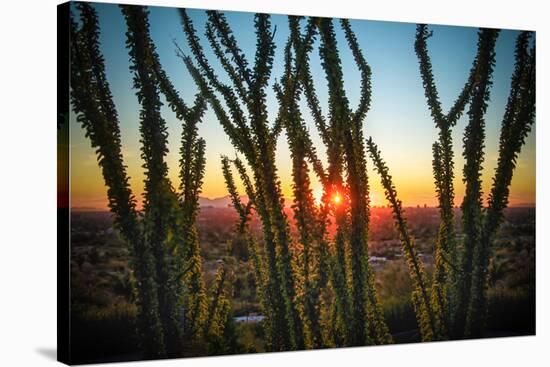 Desert Sunset through Cactus Tree over Phoenix,Az-BCFC-Stretched Canvas