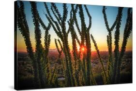 Desert Sunset through Cactus Tree over Phoenix,Az-BCFC-Stretched Canvas