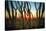 Desert Sunset through Cactus Tree over Phoenix,Az-BCFC-Stretched Canvas