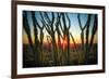 Desert Sunset through Cactus Tree over Phoenix,Az-BCFC-Framed Photographic Print