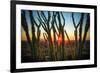 Desert Sunset through Cactus Tree over Phoenix,Az-BCFC-Framed Photographic Print