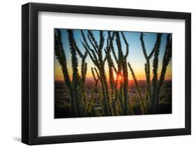 Desert Sunset through Cactus Tree over Phoenix,Az-BCFC-Framed Photographic Print
