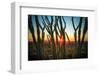 Desert Sunset through Cactus Tree over Phoenix,Az-BCFC-Framed Photographic Print