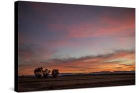Desert Sunset-Aaron Matheson-Stretched Canvas