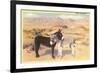 Desert Sweethearts, Nuzzling Burros-null-Framed Art Print