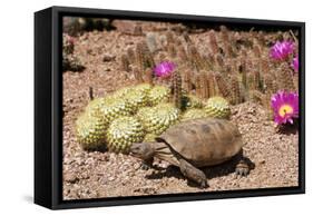 Desert Tortoise-null-Framed Stretched Canvas
