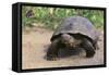 Desert Tortoise-DLILLC-Framed Stretched Canvas