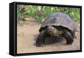 Desert Tortoise-DLILLC-Framed Stretched Canvas