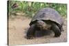 Desert Tortoise-DLILLC-Stretched Canvas